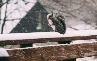 Getting Your Deck Ready for Old Man Winter